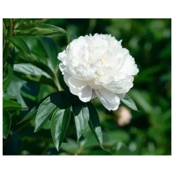 Kiehl's Gezichtsreiniging|Clearly Corrective™ Brightening & Exfoliating Daily Cleanser