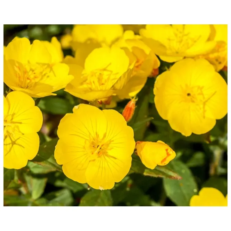 Kiehl's Dagcrème|Midnight Recovery Concentrate Gezichtsolie