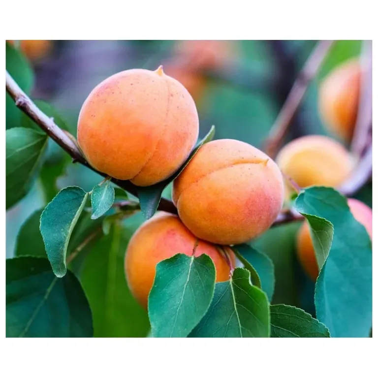 Kiehl's Gezichtsreiniging|Pineapple Papaya Gezichtsscrub