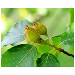 Kiehl's Dagcrème|Super Multi-Corrective Cream Dagcrème SPF 30