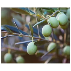 Kiehl's Dagcrème|Ultra Facial Cream